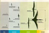 4 - Taille des Pterosaures.jpg