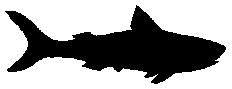Silhouette de requin