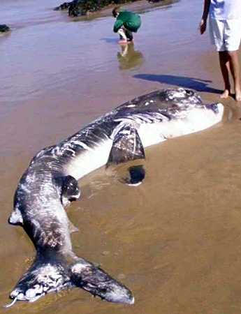 Requin � gueule g�ante