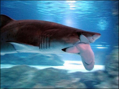 Requin tigre